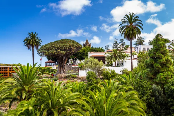 Albero del drago in Icod de los Vinos — Foto Stock