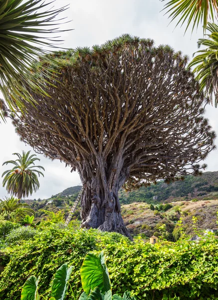 Drachenbaum in icod de los vinos — Stockfoto