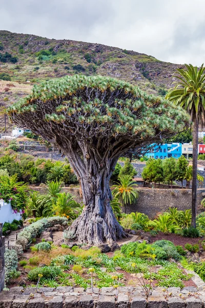 Dragon Tree in Icod de los Vinos — Stock Photo, Image