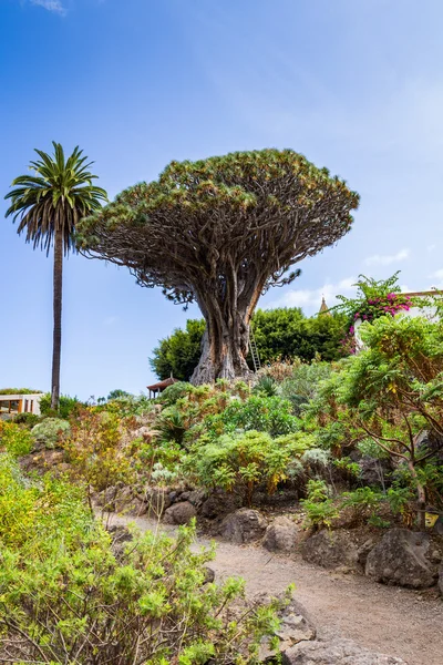 Drachenbaum in icod de los vinos — Stockfoto