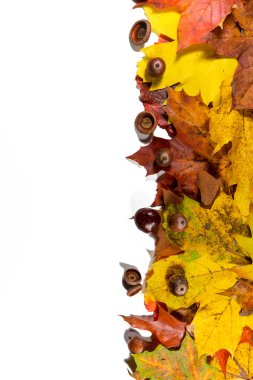 renkli yaprakları ile sonbahar arka plan