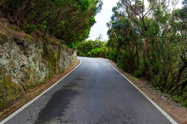 ormanda yürüyüş yolu