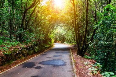 ormanda yürüyüş yolu