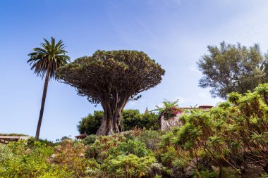 icod de los vinos Ejder ağacı 