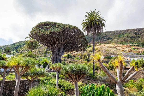 Drachenbaum in icod de los vinos — Stockfoto