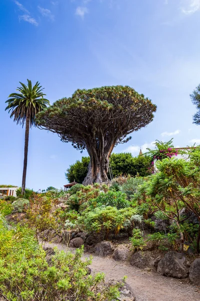 Drachenbaum in icod de los vinos — Stockfoto