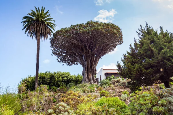 Albero del drago in Icod de los Vinos — Foto Stock