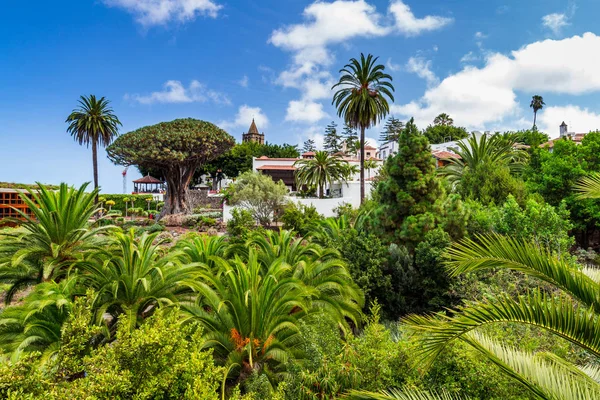 Dragon Tree in Icod de los Vinos — Stock Photo, Image