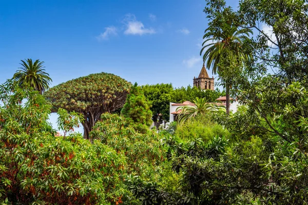 Albero del drago in Icod de los Vinos — Foto Stock