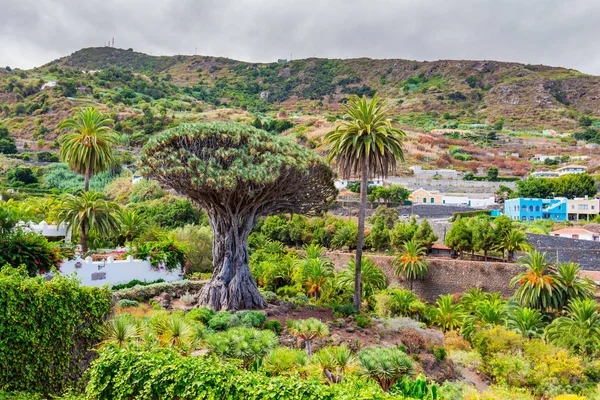 Árbol del dragón en Icod de los Vinos — Foto de Stock