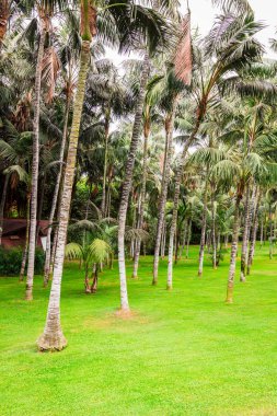 Loro Park Palm grove
