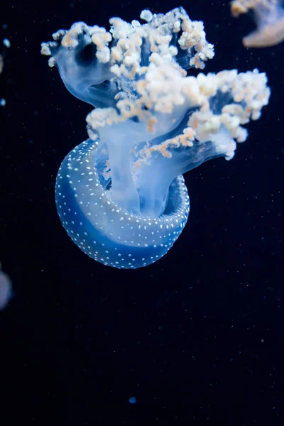 Krásné modré medúzy — Stock fotografie