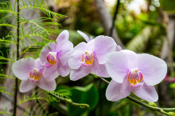 Hermosas orquídeas rosadas — Foto de Stock