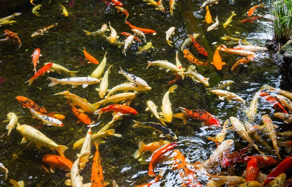 Japon koi balığı.