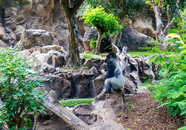 Czarny goryl w zoo — Zdjęcie stockowe