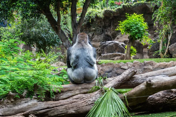 動物園で黒ゴリラ ストック写真