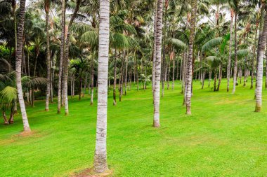 Loro Park Palm grove