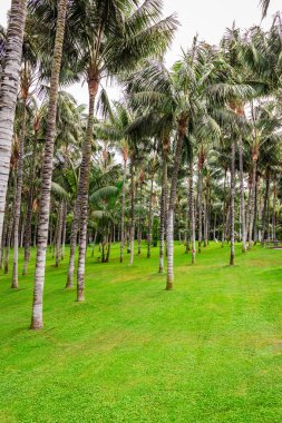 Loro Park Palm grove