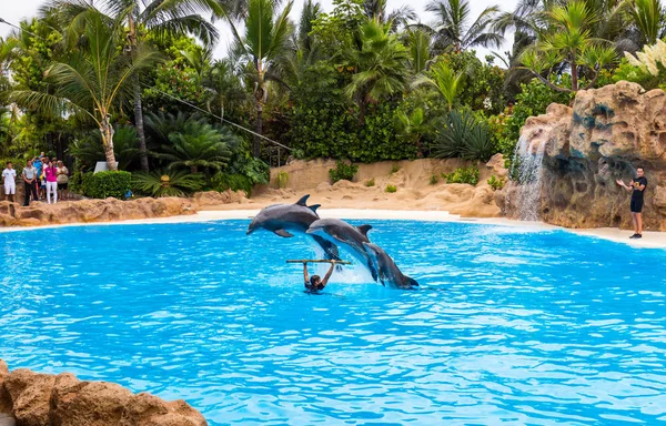 Delfíni Ukázat v loro parku — Stock fotografie