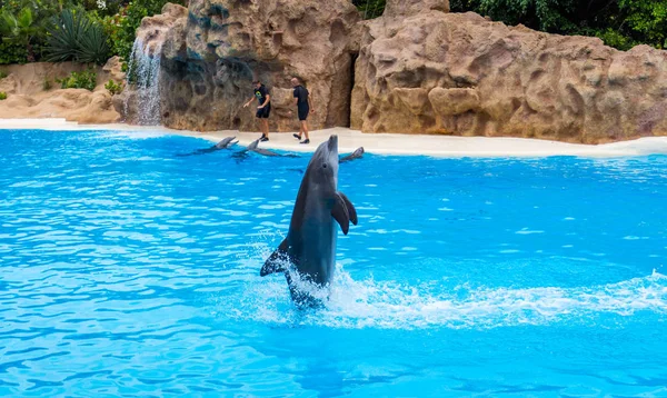 Dolphins show in loro park — Stock Photo, Image