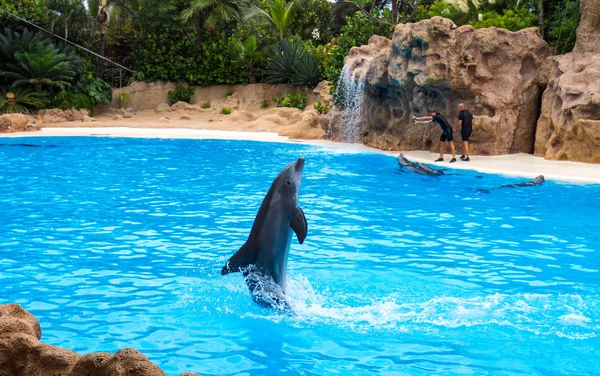 Delfíni Ukázat v loro parku — Stock fotografie
