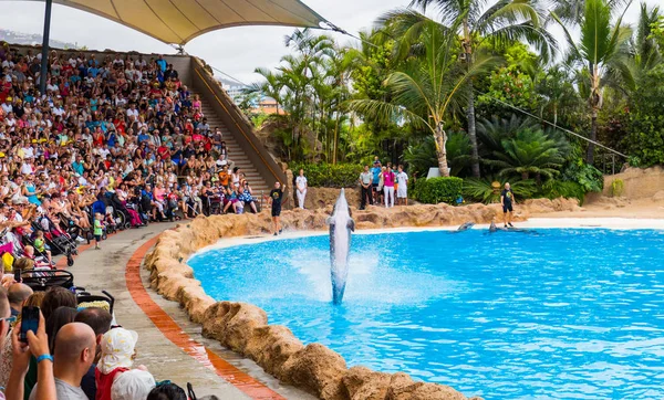 Delfíni Ukázat v loro parku — Stock fotografie