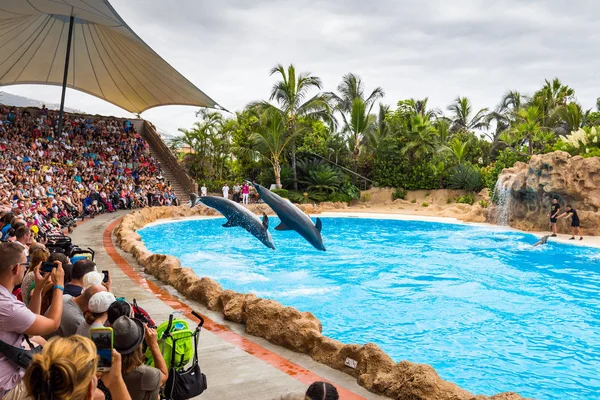 Spettacolo delfini nel loro parco — Foto Stock