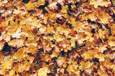 Sonbahar yaprakları deseni