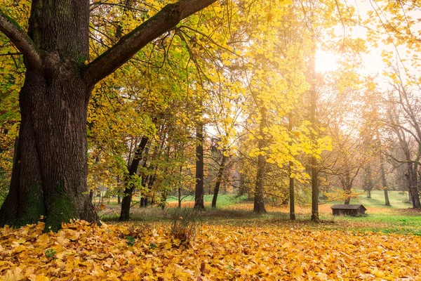 美丽的秋天公园 — 图库照片
