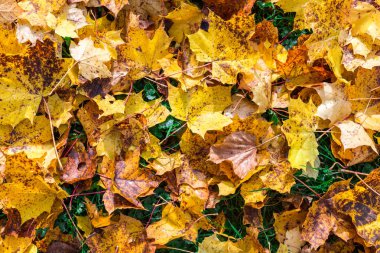 Sonbahar yaprakları deseni 