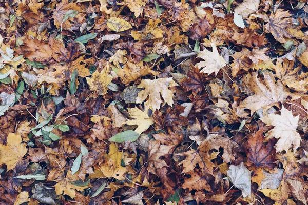 Autumn leaves pattern — Stock Photo, Image