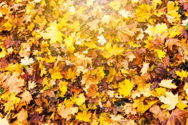 Sonbahar yaprakları deseni