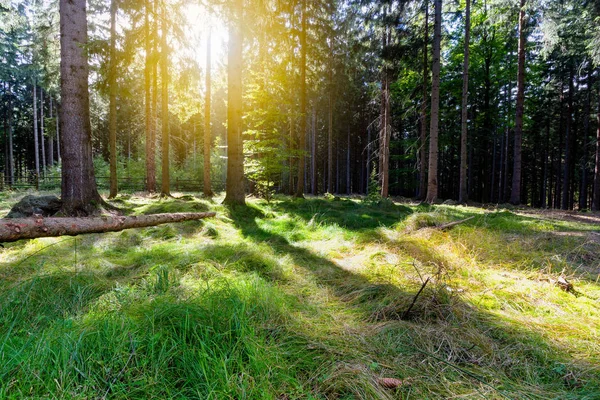 Trees in summer forest — Stock Photo, Image