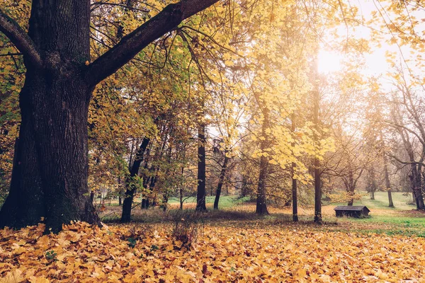 Malebný pohled podzimní park — Stock fotografie