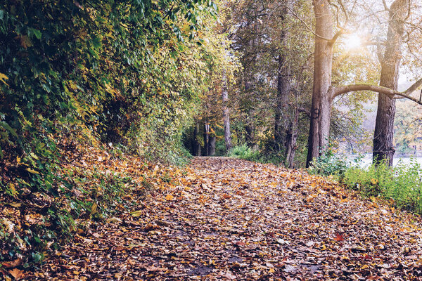 picturesque view of autumnal park 