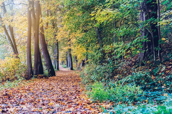 Malebný pohled podzimní park — Stock fotografie