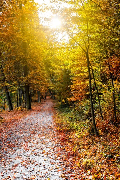 Malebný pohled podzimní park — Stock fotografie