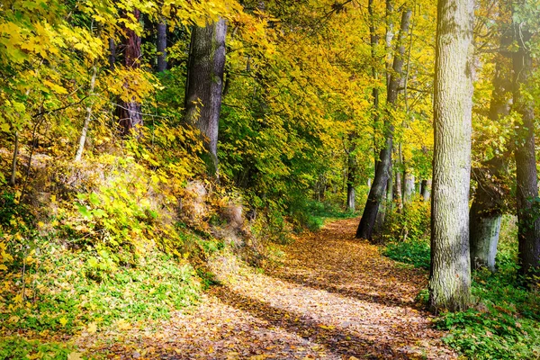 Malebný pohled podzimní park — Stock fotografie