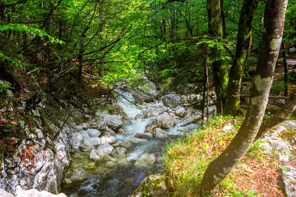 Flowing river in the forest — Stock Photo, Image