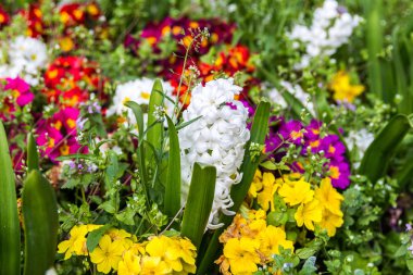 Rengârenk çiçeklerle parkta. Bahar manzara.