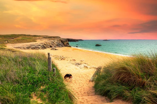 Chemin vers la plage de sable avec l'herbe de plage. Chemin vers la large plage de sable fin — Photo