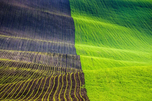 Böljande kullar av grön vetefält. Fantastiska fairy minimalistisk — Stockfoto