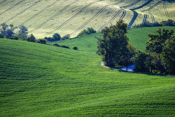 Sanfte Hügel mit grünen Weizenfeldern. erstaunliche minimalistische Fee — Stockfoto