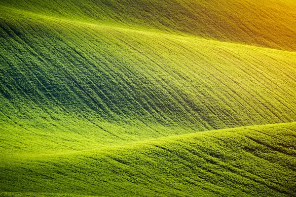 Colinas de campos de trigo verde. Fada incrível minimalista — Fotografia de Stock