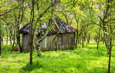 Arka Bahçe küçük döken ve ağaçları ile
