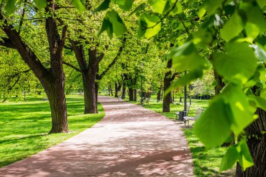 Bahar yeşil çim, güneş ışığı ile parkta. Taş yol 