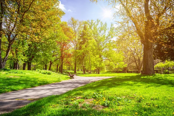 Park na jaře s zelený trávník, sluneční světlo. Kamenná cesta v — Stock fotografie