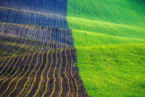 Endlose grüne Felder, sanfte Hügel, Traktorspuren, Frühlingsland — Stockfoto