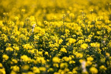 Kolza tohumu alan, Blooming kanola çiçek kapatın. Tecavüz Fi