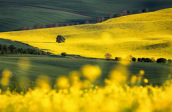 Campo de colza, flores de canola florecientes de cerca. Violación en la cámara —  Fotos de Stock